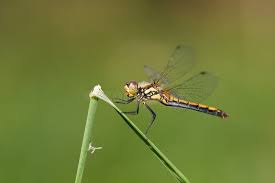 Attēlu rezultāti vaicājumam “Sympetrum danae”