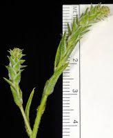 Attēlu rezultāti vaicājumam “Corispermum hyssopifolium”