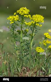 Attēlu rezultāti vaicājumam “Euphorbia cyparissias flower”
