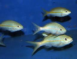 Image result for Ocyurus chrysurus