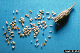 Attēlu rezultāti vaicājumam “Lythrum salicaria fruit”