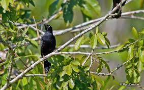 Attēlu rezultāti vaicājumam “Lycogala persicum young”