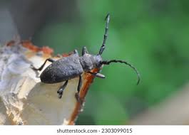 Attēlu rezultāti vaicājumam “Lamia textor”