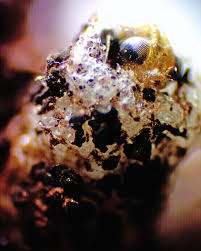 Attēlu rezultāti vaicājumam “Symphytocarpus trechisporus sessile”