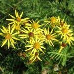 Attēlu rezultāti vaicājumam “Jacobaea paludosa”