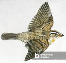 Image result for Petronia petronia