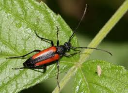 Attēlu rezultāti vaicājumam “Stenurella melanura”