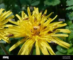 Attēlu rezultāti vaicājumam “Taraxacum officinale aggr. flower”