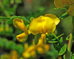 Image result for Colutea arborescens