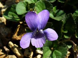 Attēlu rezultāti vaicājumam “Viola rupestris flower”