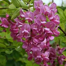 Attēlu rezultāti vaicājumam “Robinia neomexicana flower”