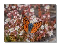 Attēlu rezultāti vaicājumam “Lycaena alciphron female”
