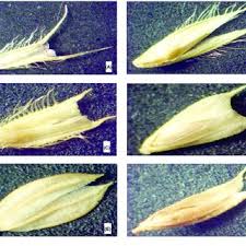 Attēlu rezultāti vaicājumam “Phleum phleoides fruit”