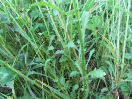 Attēlu rezultāti vaicājumam “Leucanthemum vulgare leaf”