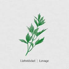 Image result for Liebstöckel