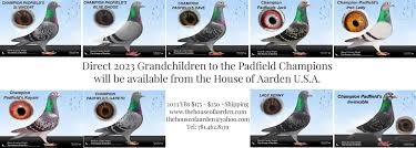 Image result for Abbeyton & Broomfield Racing Pigeons