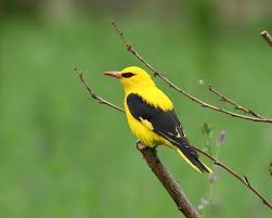 Attēlu rezultāti vaicājumam “Oriolus oriolus”