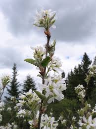 Attēlu rezultāti vaicājumam “Amelanchier canadensis”