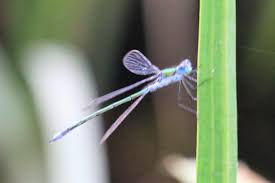 Attēlu rezultāti vaicājumam “Lestes sponsa”