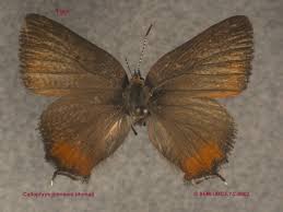 Attēlu rezultāti vaicājumam “Lycaeniinae”