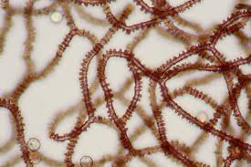 Attēlu rezultāti vaicājumam “Arcyria incarnata”