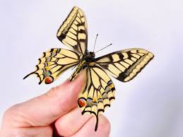 Attēlu rezultāti vaicājumam “Papilio machaon underside”