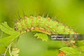 Attēlu rezultāti vaicājumam “Saturnia pavonia larva”