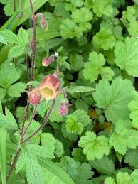 Attēlu rezultāti vaicājumam “Geum rivale leaf”