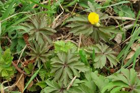 Attēlu rezultāti vaicājumam “Anemone ranunculoides leaf”
