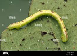 Attēlu rezultāti vaicājumam “Chloroclysta siterata”