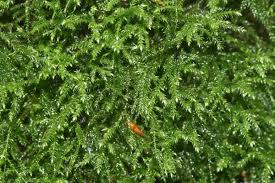 Attēlu rezultāti vaicājumam “Isothecium myosuroides sporophyte”