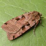 Attēlu rezultāti vaicājumam “Xestia triangulum”