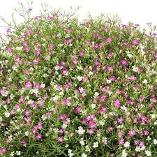 Attēlu rezultāti vaicājumam “Gypsophila muralis”