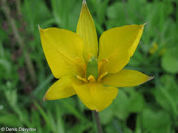 Attēlu rezultāti vaicājumam “Tulipa sylvestris”