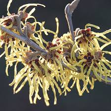 Attēlu rezultāti vaicājumam “Hamamelis mollis”