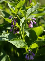 Attēlu rezultāti vaicājumam “Symphytum asperum leaf”