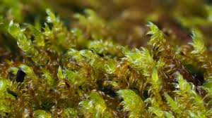 Attēlu rezultāti vaicājumam “Hygrohypnum luridum”