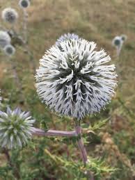 Image result for Echinops spaerocephalus