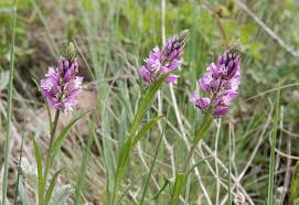 Attēlu rezultāti vaicājumam “Polygala comosa flower”