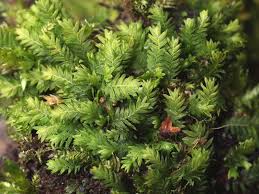 Attēlu rezultāti vaicājumam “Fissidens taxifolius”