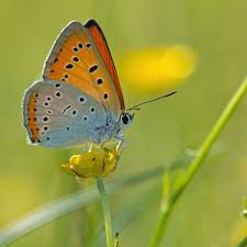 Attēlu rezultāti vaicājumam “Lycaena dispar”