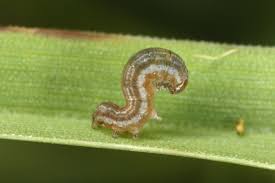 Attēlu rezultāti vaicājumam “Leucania comma”