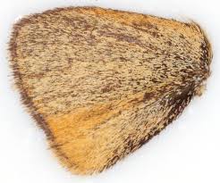 Attēlu rezultāti vaicājumam “Thymelicus lineola underside”