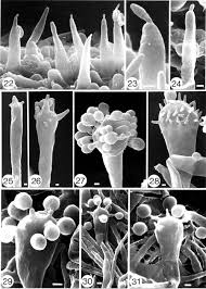 Attēlu rezultāti vaicājumam “Mucronella subtilis”