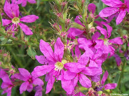 Attēlu rezultāti vaicājumam “Lythrum salicaria leaf”