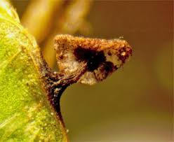 Attēlu rezultāti vaicājumam “Lycogala ustulatum sessile”