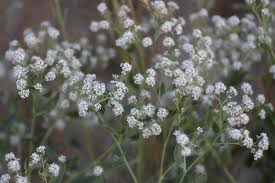 Attēlu rezultāti vaicājumam “Lepidium latifolium leaf”