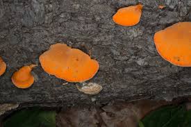 Attēlu rezultāti vaicājumam “Pycnoporus cinnabarinus”