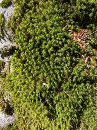 Attēlu rezultāti vaicājumam “Bartramia pomiformis”