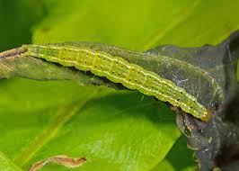 Attēlu rezultāti vaicājumam “Ypsolopha parenthesella”